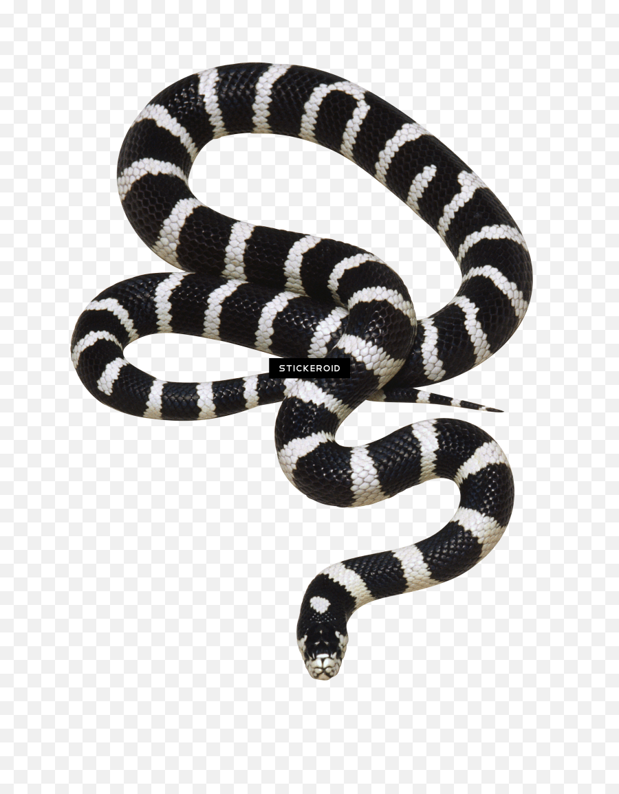 Transparent Background Png Snake - Black And White Snake Png Emoji,Snake Transparent