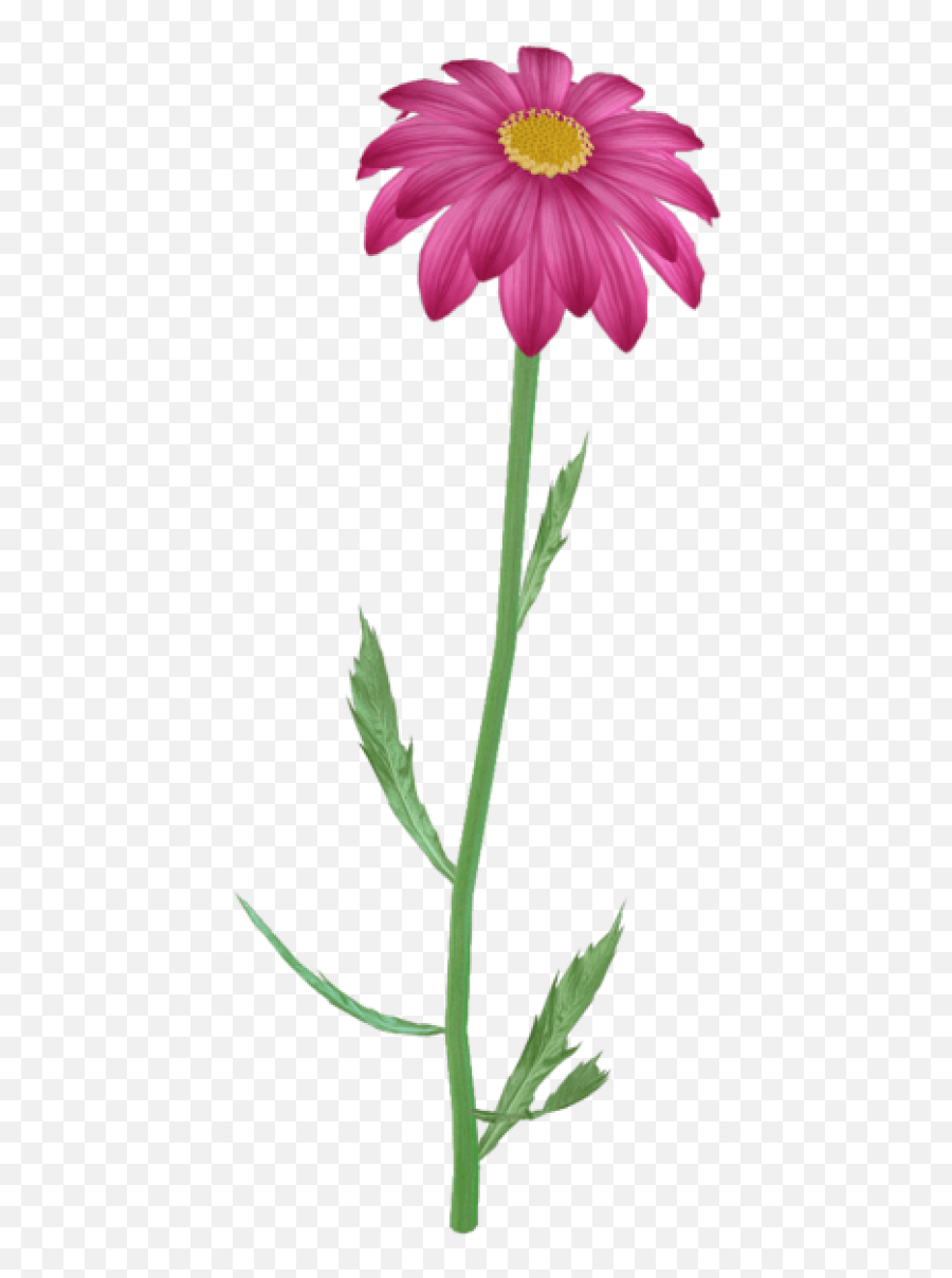 Download Flower Clipart Png Purple Daisy Pink Flowers - Transparent Background Hd Flower Clipart Png Emoji,Pink Flower Clipart