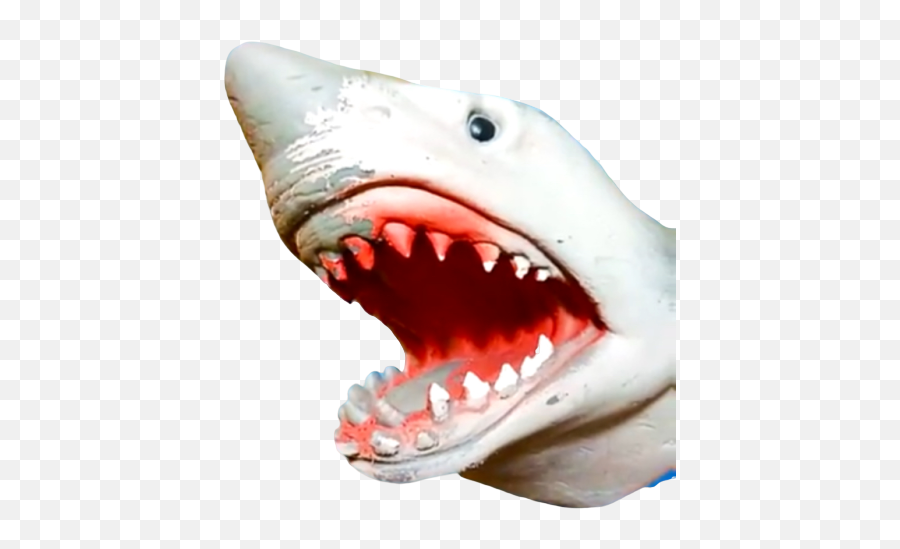 Sharkpuppet Shark Sticker By Futuristicmariobros - Great White Shark Emoji,Shark Transparent Background
