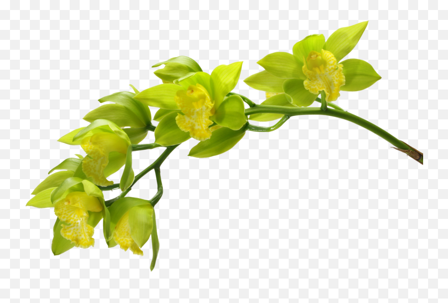 Wiosna - Kwiaty Green Orchid Green Flowers Green Orchid Orchid Image White Background Emoji,Orchid Clipart