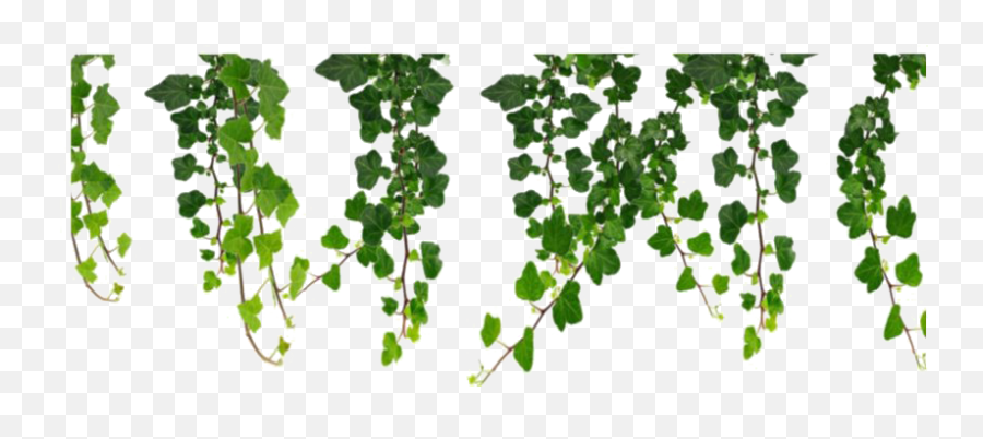 Leaf Png Transparent Images Png All - Aesthetic Leaves Png Transparent Emoji,Plants Png
