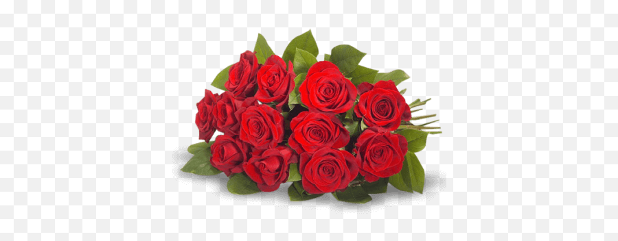 Bouquet Of Red Roses Imported Dominican Republic República Emoji,Red Rose Transparent