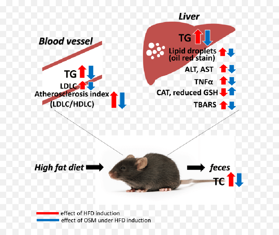 The Graphic Illustration Of This Study The Red Arrow Shows - Brown Rat Emoji,Red Arrow Transparent