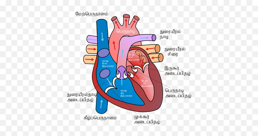 Free Human Heart Png Download Free Clip Art Free Clip Art - Human Heart Parts In Tamil Emoji,Human Heart Clipart