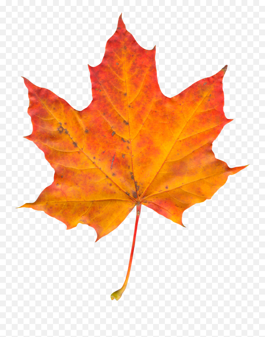 Autumn Leaf Png Transparent Image - Autumn Leaf Png Emoji,Leaf Png