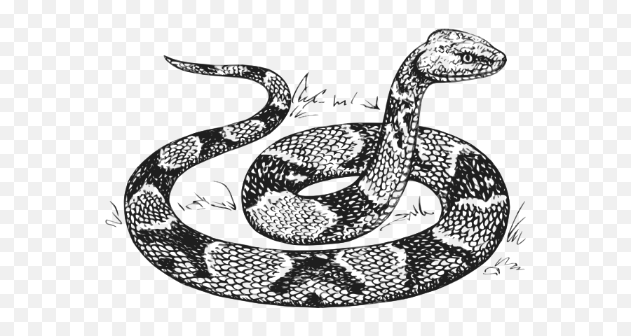 Copperhead Snake Clip Art At Clker - Black And White Drawing Of A Snake Emoji,Rattlesnake Clipart