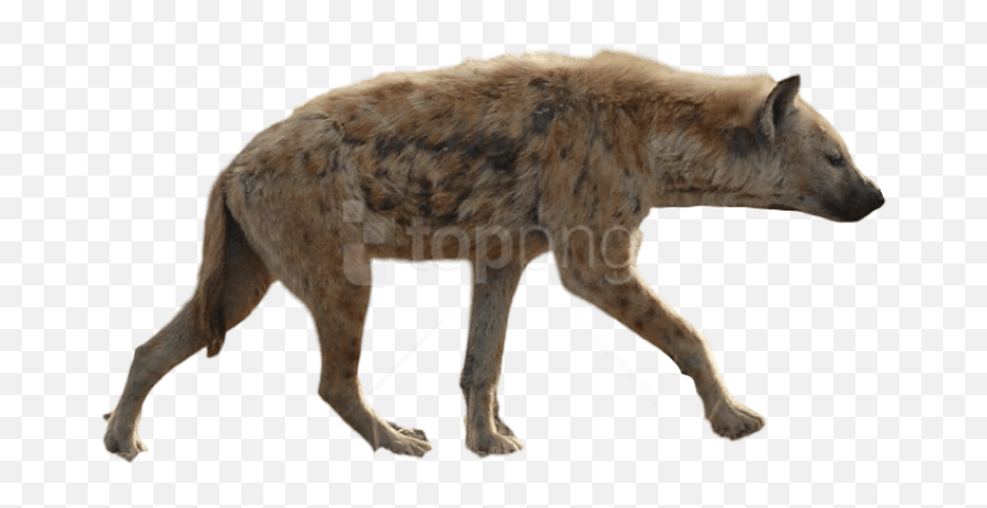 Free Png Download Hyena Png Png Images - Spotted Hyena Png Emoji,Hyena Png