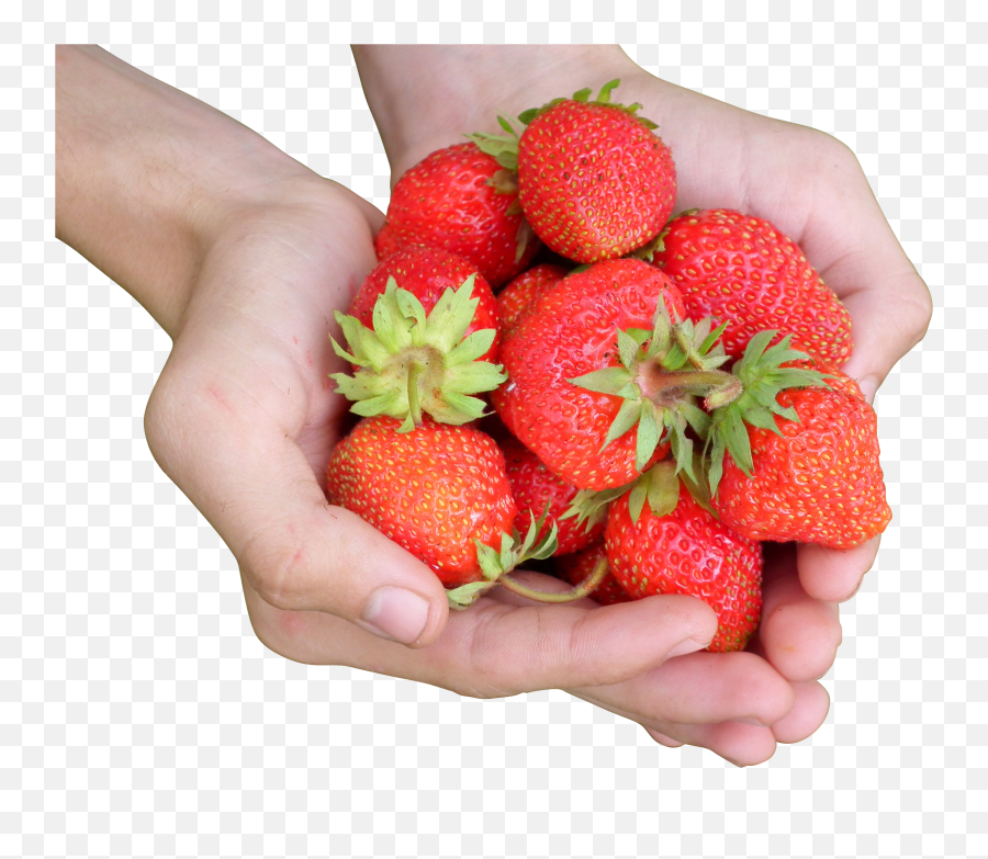 Download Hands Holding A Bunch Of Strawberries Png Image For Emoji,Hand Holding Png