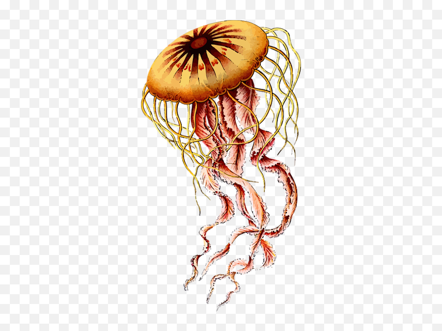 Detailed - Drawing Ernst Haeckel Jellyfish Emoji,Jellyfish Clipart