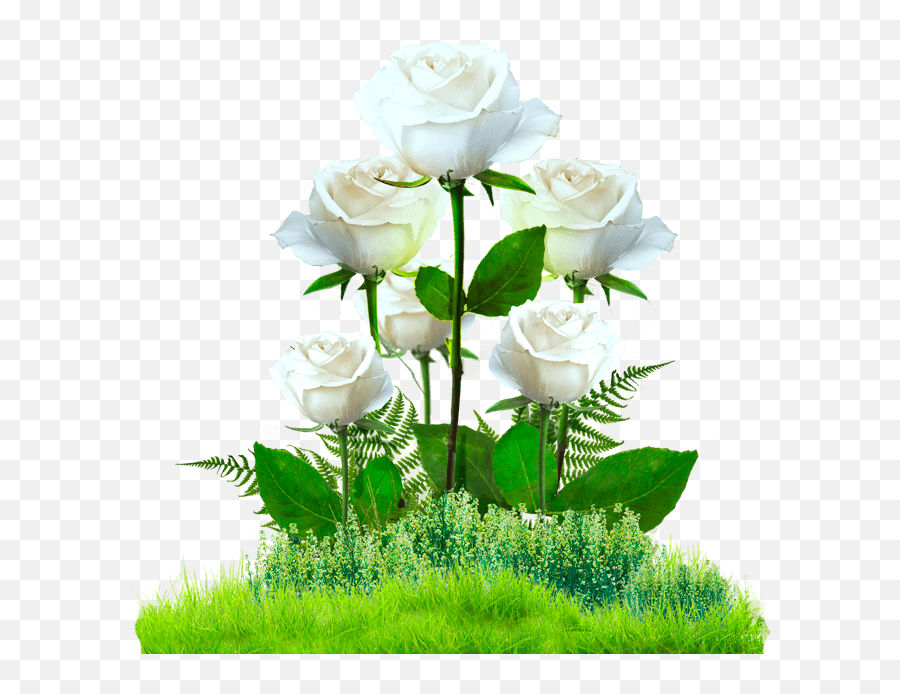 Download Jardin De Rosas Png - Jardin De Rosas Png Emoji,Rosas Png