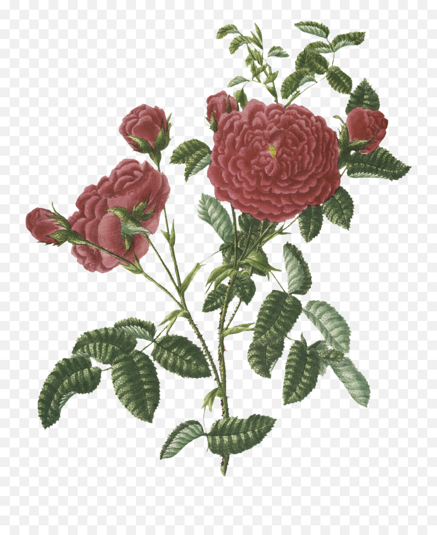Roses Vintage Flowers Emoji,Vintage Roses Png