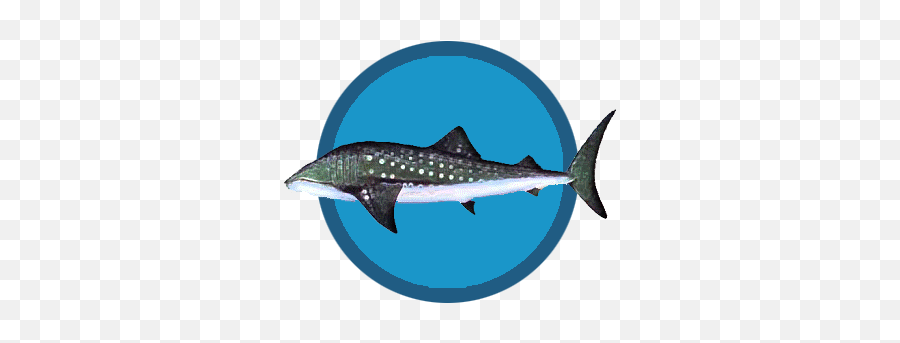 Whale Sharks Emoji,Sharks Png
