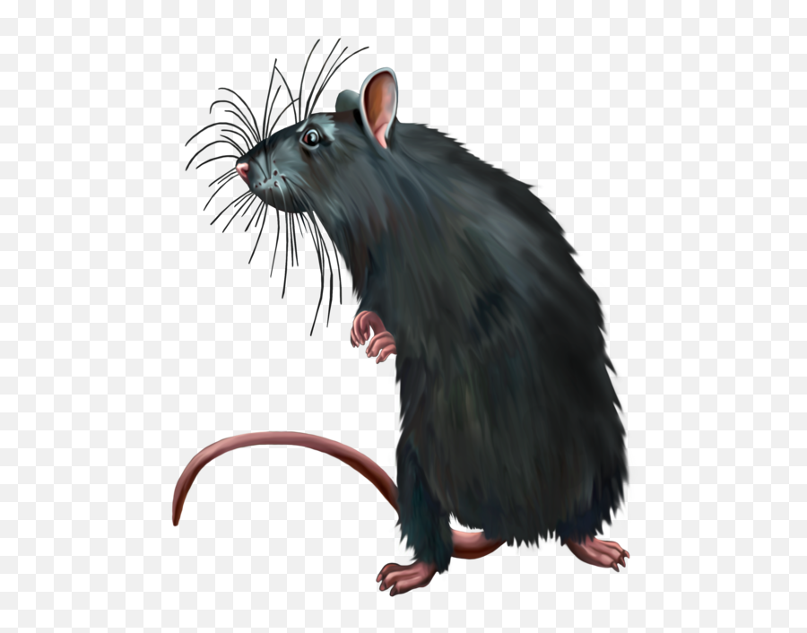 Download Rat Computer Black Dirty Murids Mouse Clipart Png Emoji,Dirty Clipart