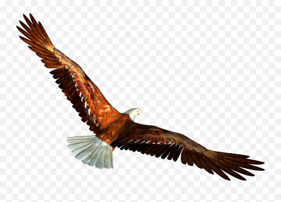 Eagle Flying Transparent Background Emoji,Eagle Clipart