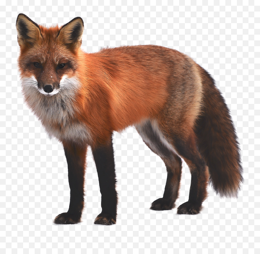Fuchs Animal Transparent Isolated Naturefuchs Animal - Fuchs Png Emoji,Animal Png