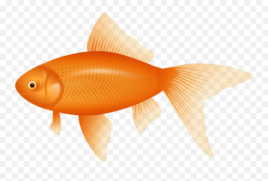 Orange Fish Png Clipart - Transparent Background Transparent Fish Png Emoji,Transparent Fish