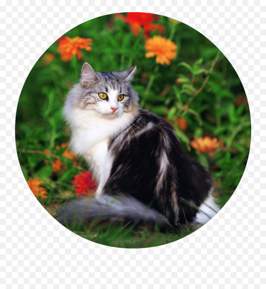 Çiçeklerin Güzel Alannda Oynayan Sevimli Kedi - Kedi Emoji,Cool Cat Png