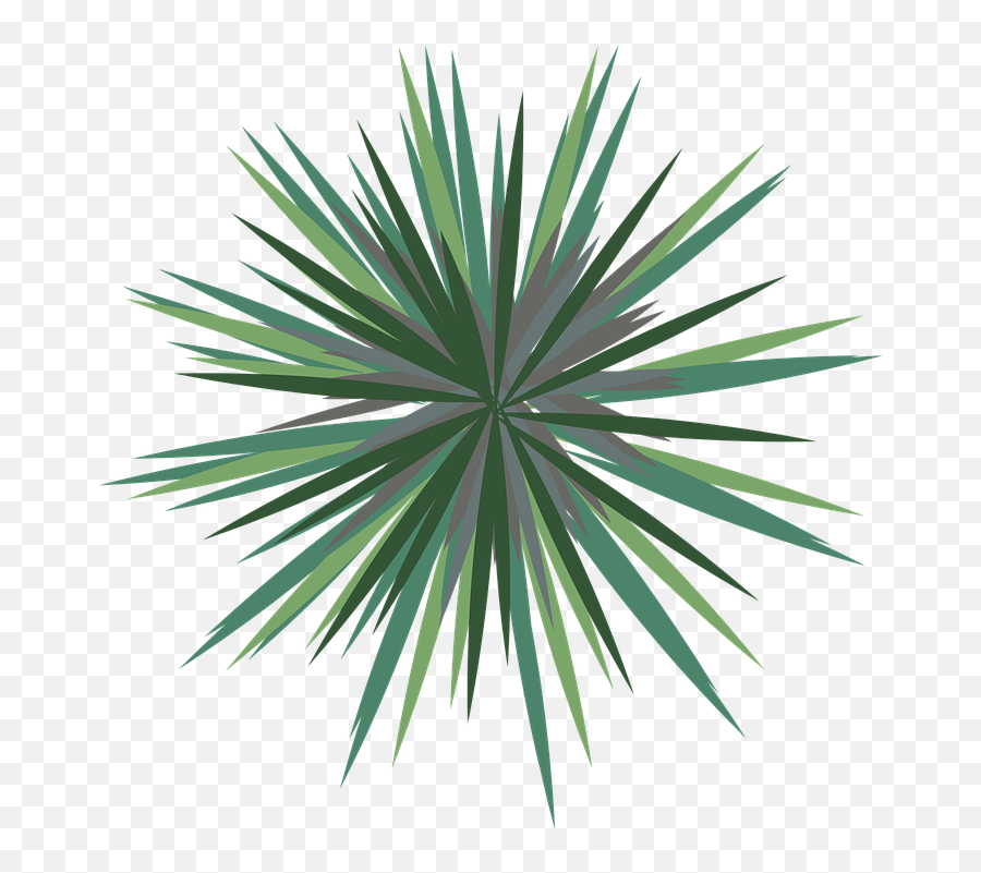 Landscape Palm Tree Plan Emoji,Tree Plan Png