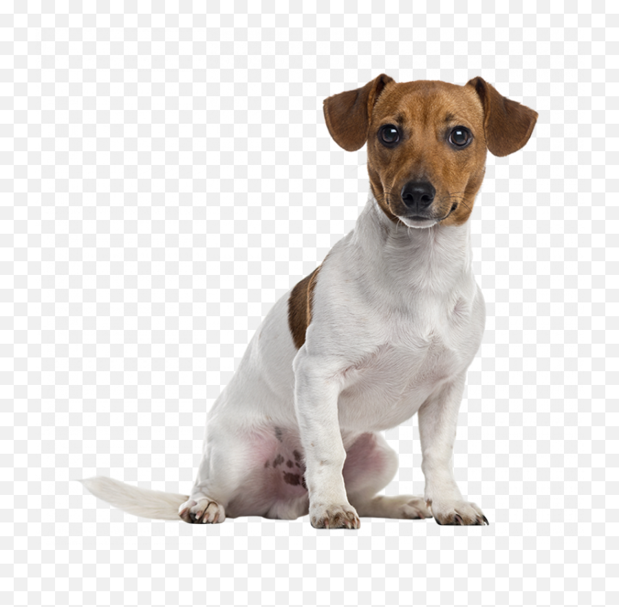 Cute Real Sitting Dog Png Images Hd Emoji,Cute Dog Png