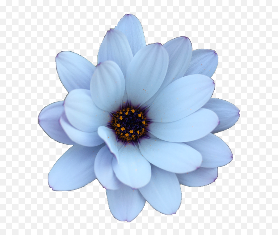 Free Photo Spring Summer Daisy Plant Flower Nature Floral Emoji,Summer Flower Clipart