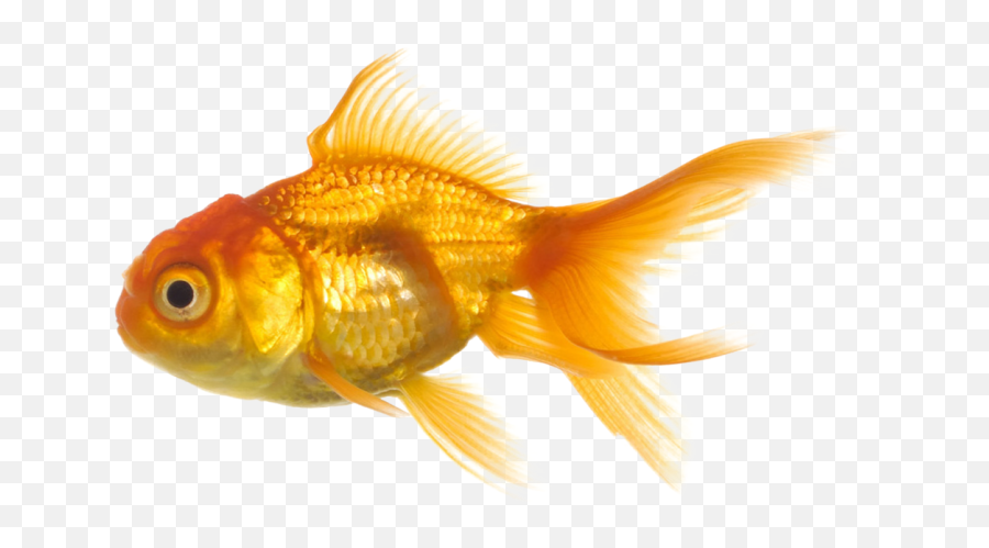 Gold Fish Png Images Download - Yourpngcom Emoji,Fish Png Clipart