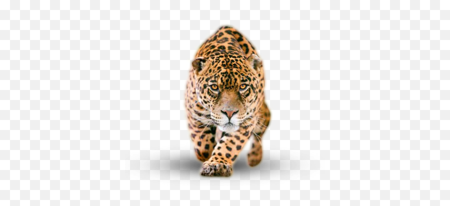 Download Jaguar Free Png Transparent Image And Clipart Emoji,Jaguars Clipart
