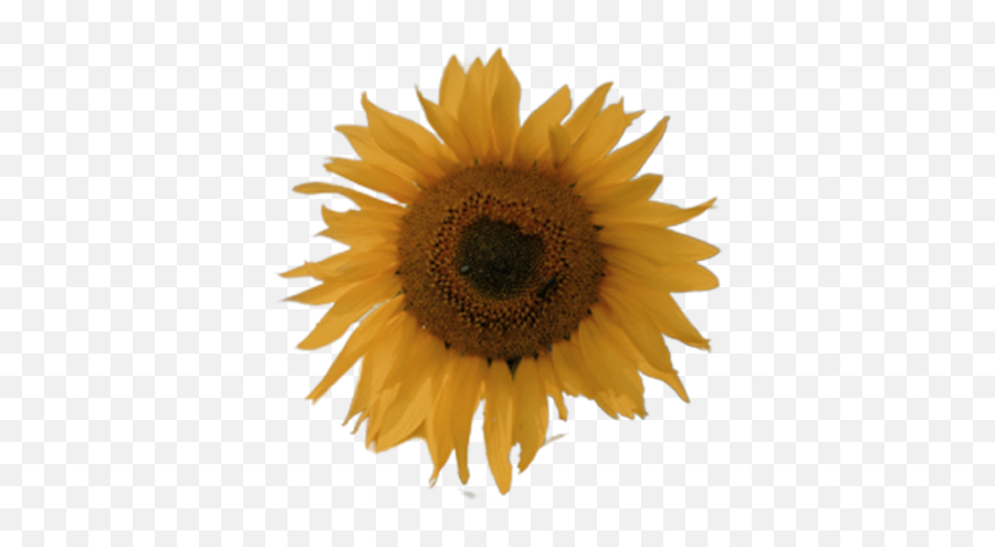 Sunflower Logo Transparent Png Emoji,Sunflower Logo