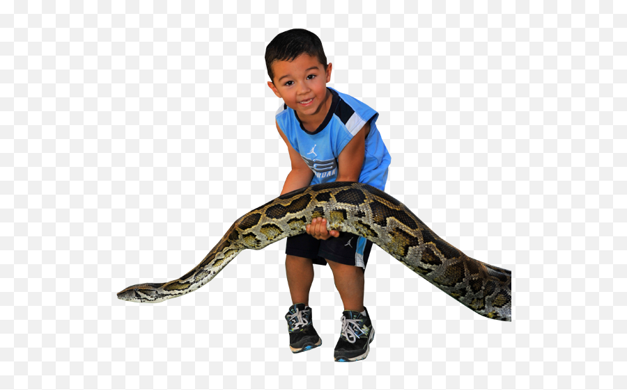 Giant Snake Show At Arizonas Wildlife - Clipart Touch A Snake Emoji,Snake Clipart