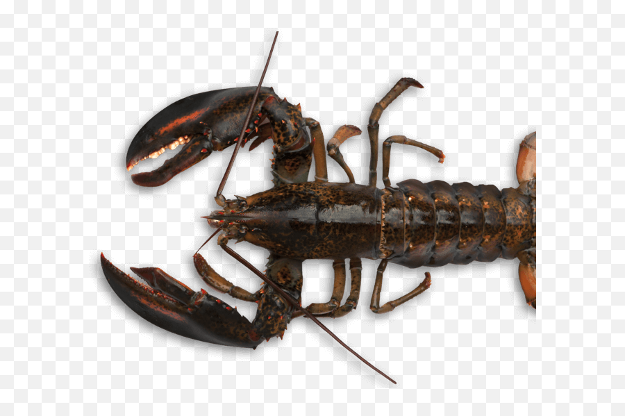 Red Lobster Seafood Restaurants - Crawdad Png Emoji,Red Lobster Logo
