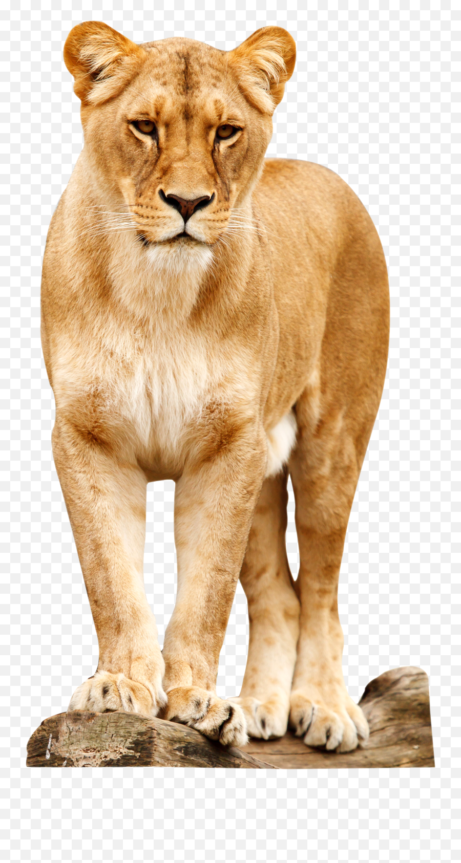 Lion Png - Lions Png Emoji,Animal Png