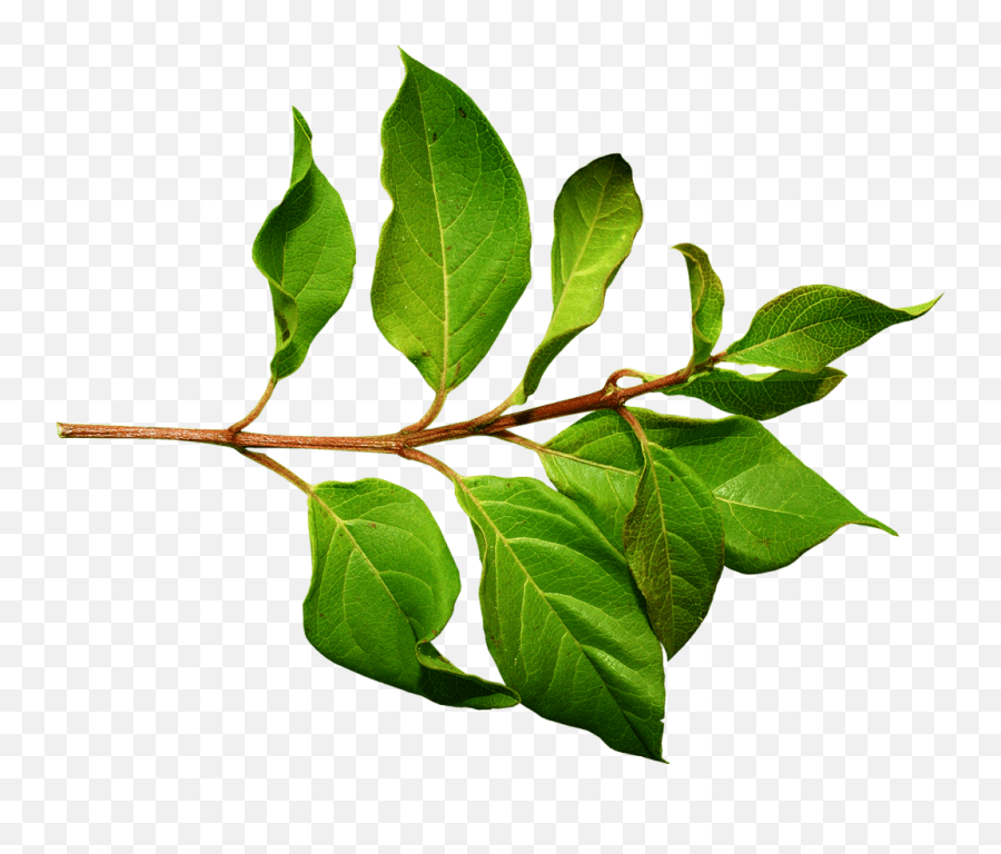 Branch Green Leaf Transparent Png - Branch With Leaves Emoji,Leaf Transparent