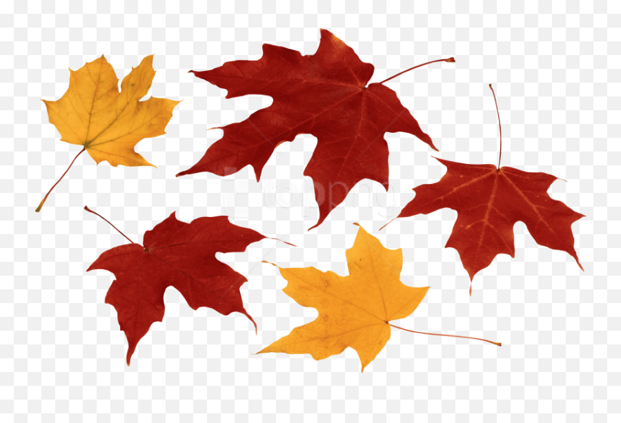 Free Png Download Autumn Leaf Clipart - Transparent Autumn Leaves Png Emoji,Fall Leaves Transparent Background