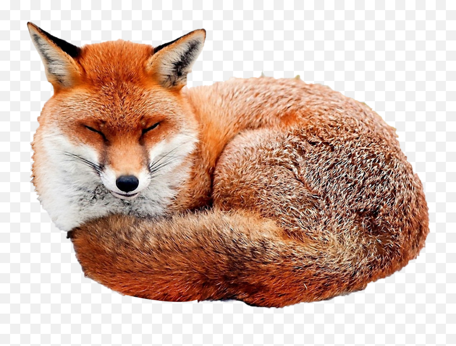 Free Transparent Red Fox Png Download - Cute Fox Lying Down Emoji,Fox Transparent Background