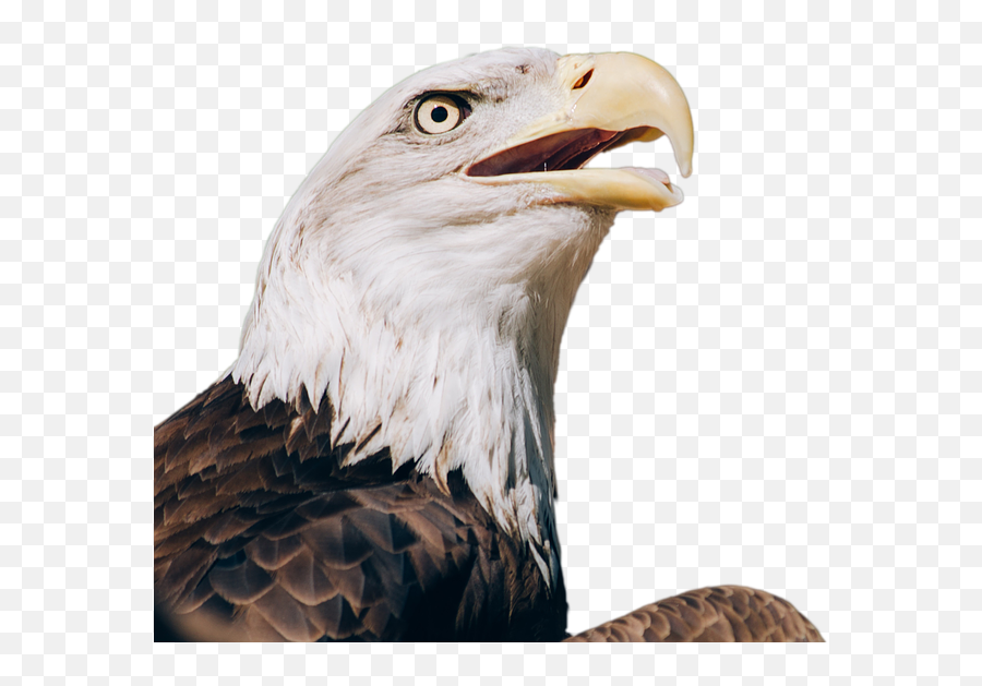 Download Download Free Eagle Png Transparent Images - Keep Your Energy Focused On Your Goals Emoji,Eagle Png