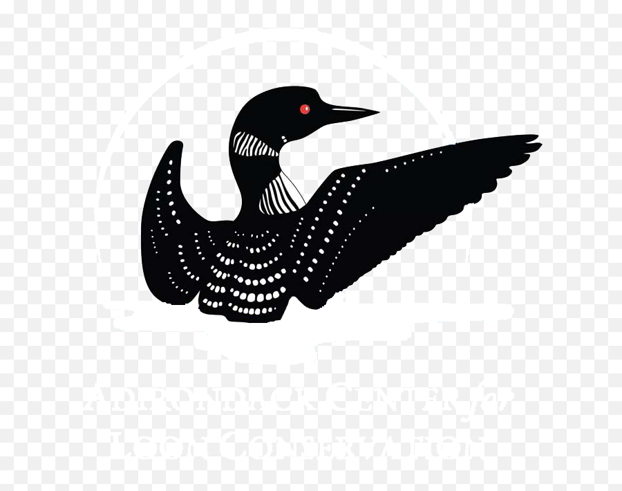 Sponsor U0026 Support Adirondack Center For Loon Conservation Emoji,Halo Clipart Black And White