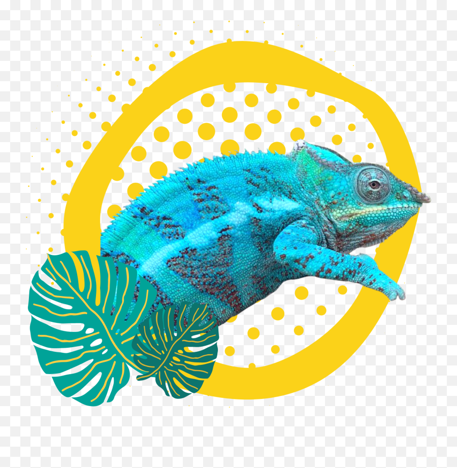 Breedings U2014 Island Chameleon Panther Chameleons For Sale Emoji,Red Bar Png