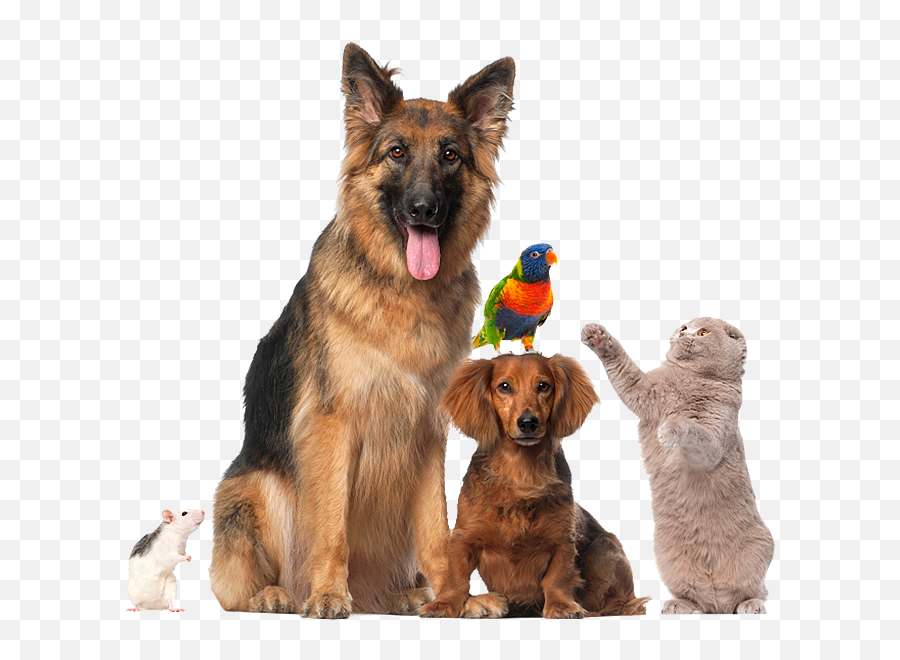 Weston Road Animal Hospital - Weston Fl Home Pet Png Emoji,Animal Png
