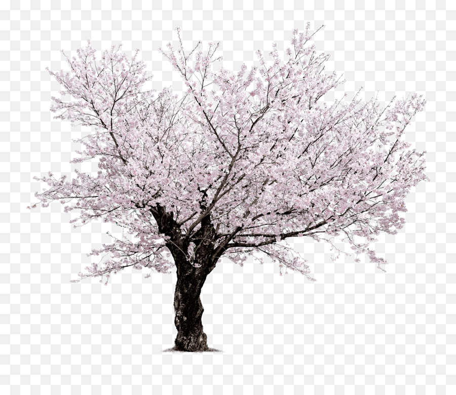 Library Of Cherry Blossom Tree Clipart - Transparent Cherry Blossom Tree No Background Emoji,Cherry Blossom Transparent