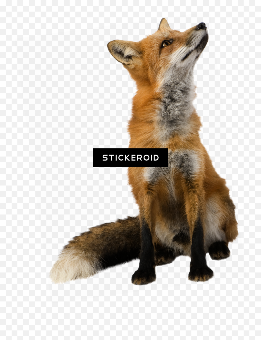 Fox Images Transparent Background Png - Fox Real Sticker Emoji,Fox Transparent Background