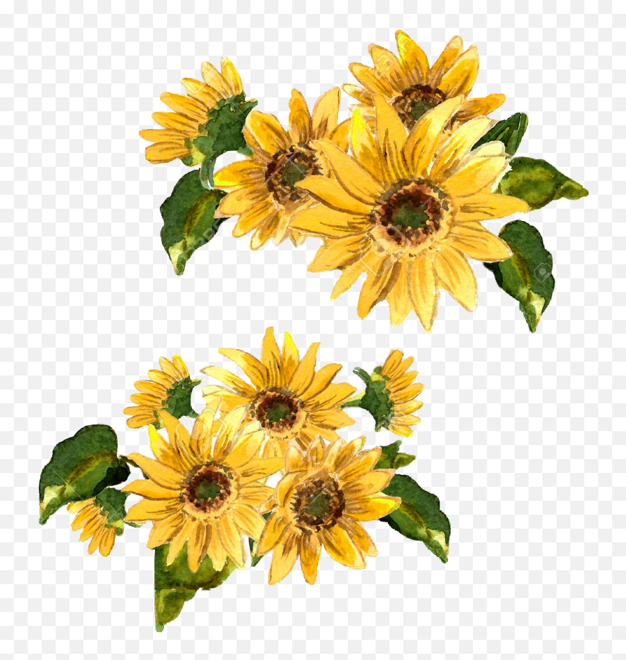 Flowers Flower Girasol Flor Amarilla Amarillo - Painted Yellow Flower Painting Png Emoji,Girasol Png