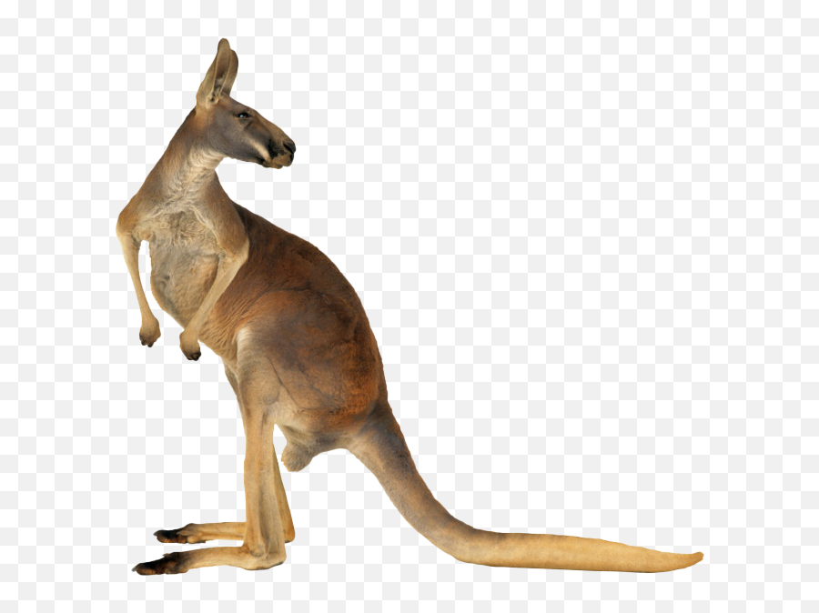 Australian Kangaroo Png Image Emoji,Kangaroo Transparent