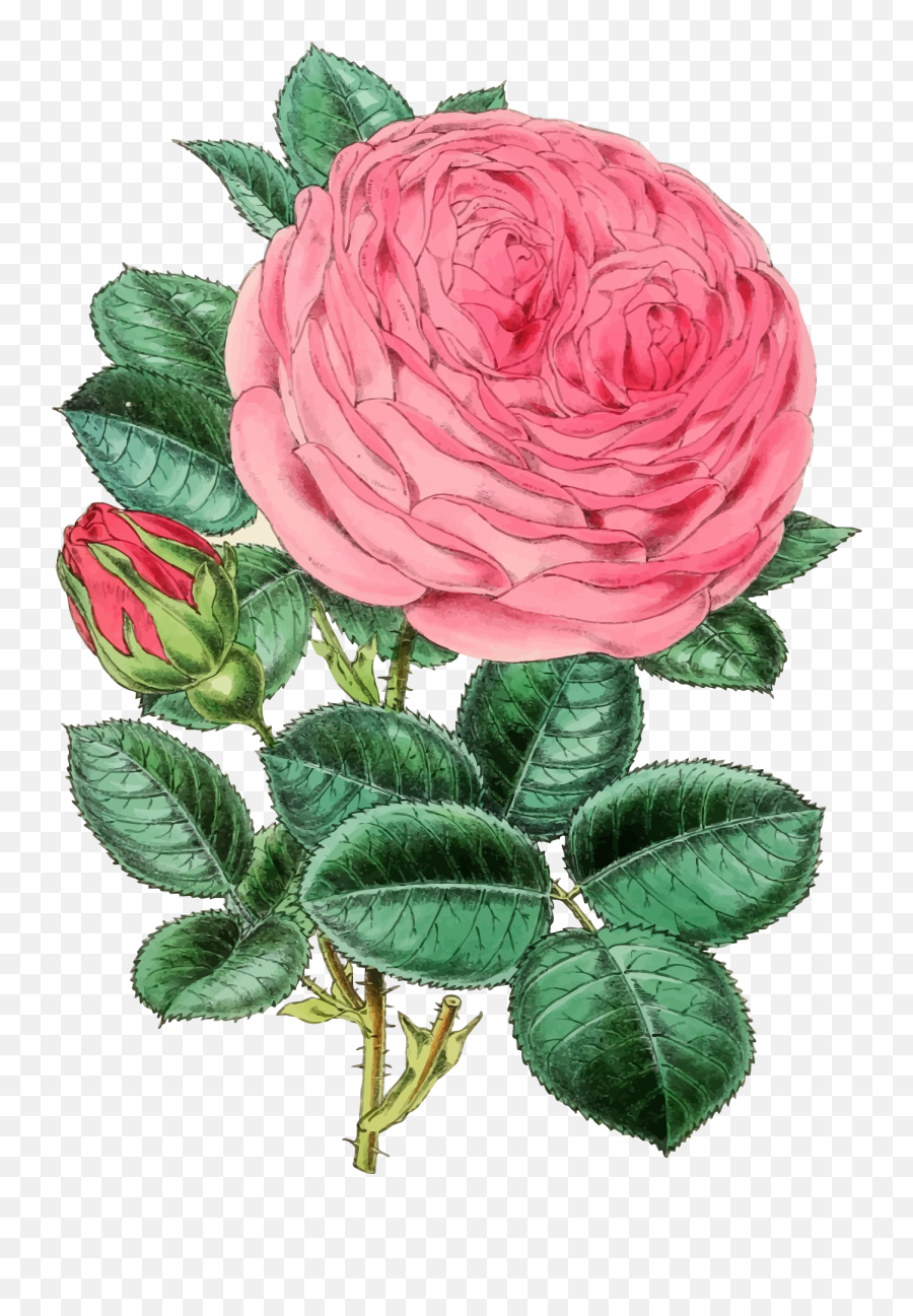 Vintage Rose Illustration 2 Emoji,Vintage Roses Png