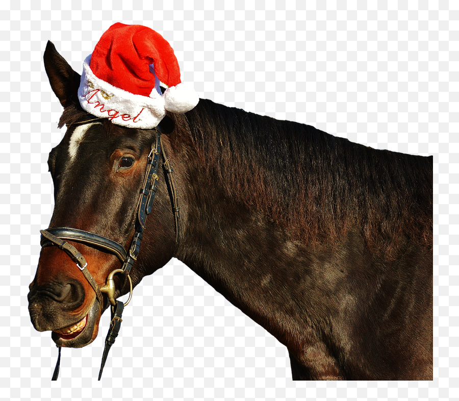 Free Photo Cute Horse Grin Funny Laugh Santa Hat Christmas - Clip Art Christmas Horse Emoji,Santa Hat Transparent Background