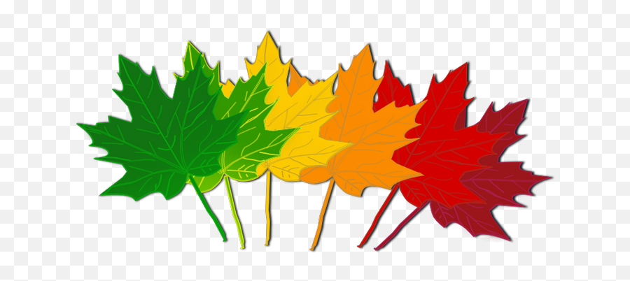 Fall Leaves Clip Art Beautiful Autumn - Leaves Change Color Clipart Emoji,Fall Leaves Clipart