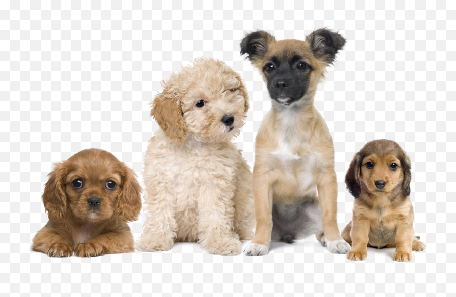 Puppypng - Puppies Transparent Background Png Swot Puppy Dogs Emoji,Puppy Png