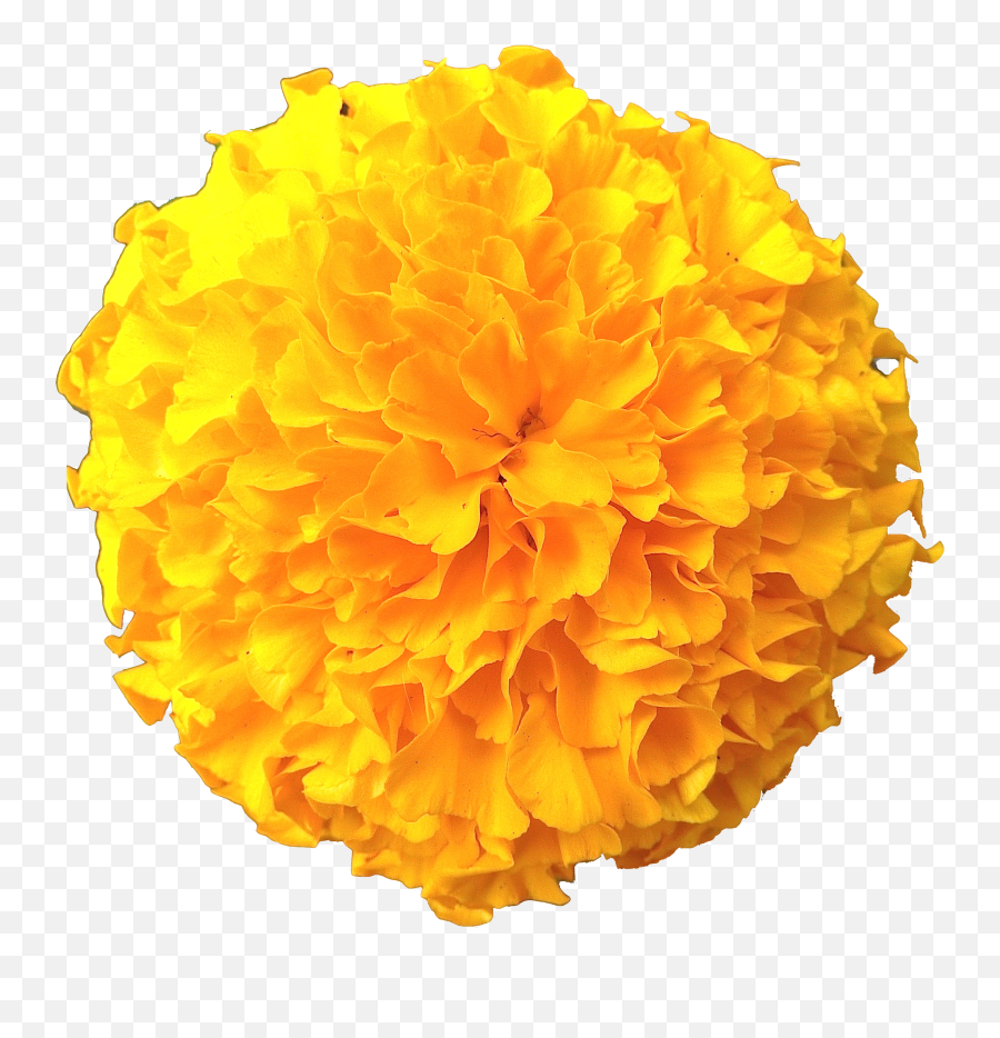 Marigold Flowers Png Pic - Flowers Marigold Transparent Background Emoji,Flower Png