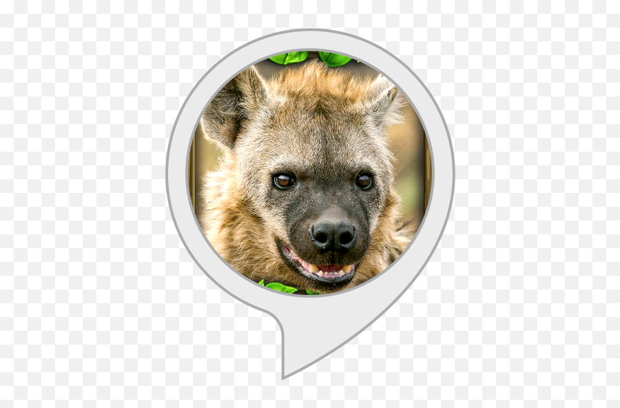 Alexa Skills - Hyena Simulator Gluten Free Games Apk Emoji,Hyena Png