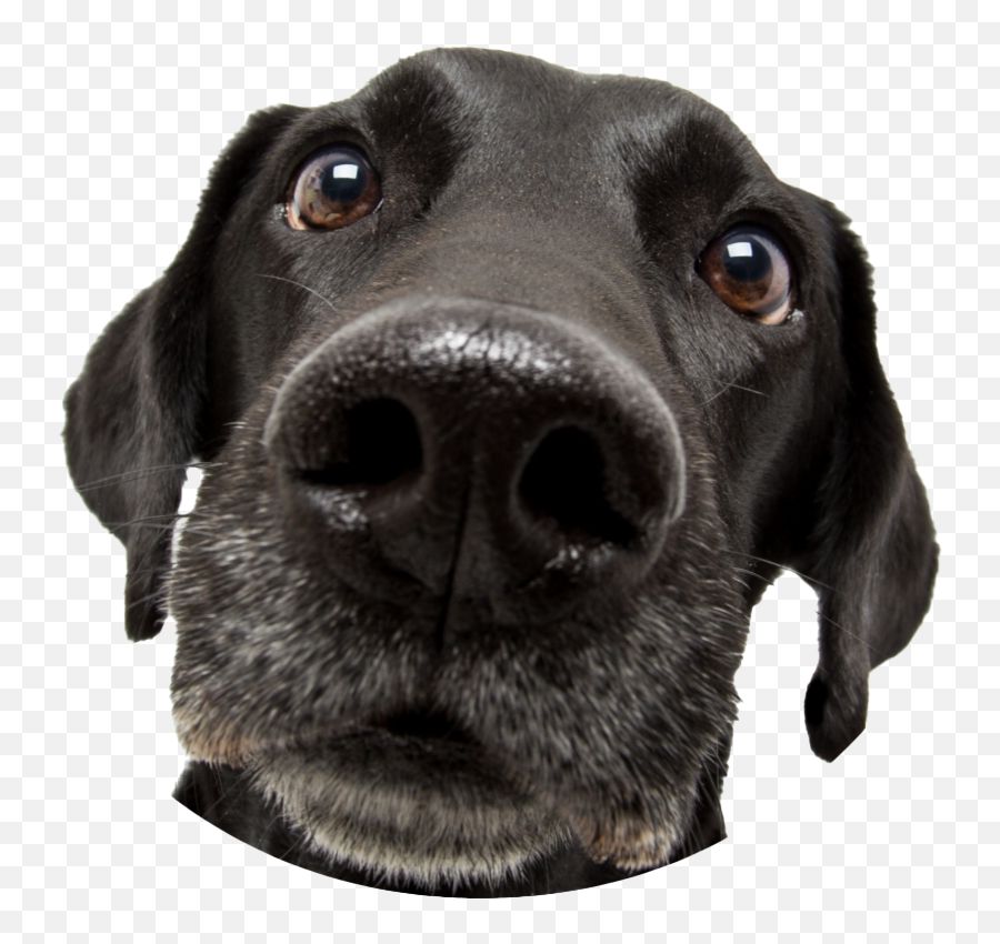 Black Dog Png Emoji,Cute Dog Png