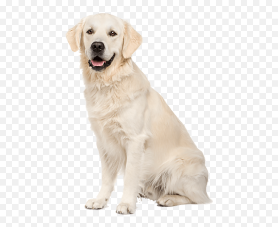 Labrador Retriever Png Transparent Background Free Emoji,Animals Transparent Background