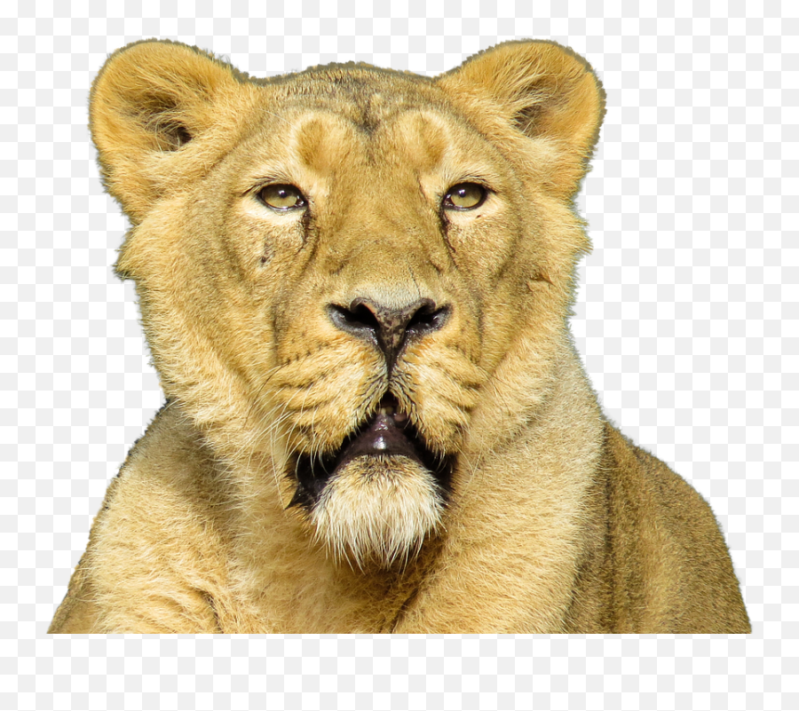Lions Png Images And Lion Clipart Free Download - Free Female Lion Png Emoji,Animal Png